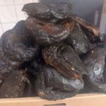 Round Dried Catfish