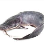 Catfish