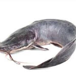 Catfish