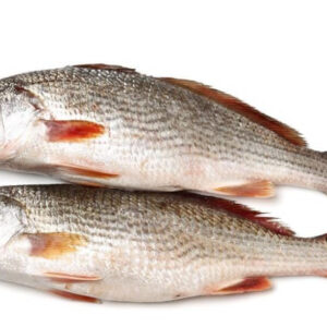 Croaker