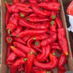 Long Pepper