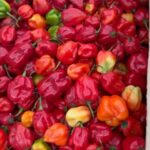 Scotch Bonnet