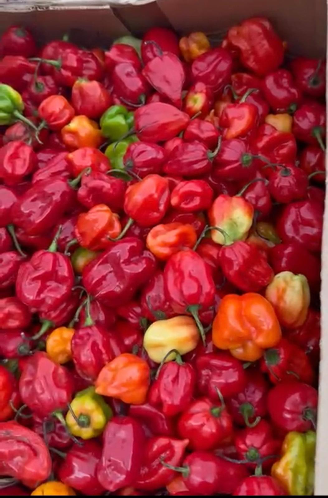 Scotch Bonnet